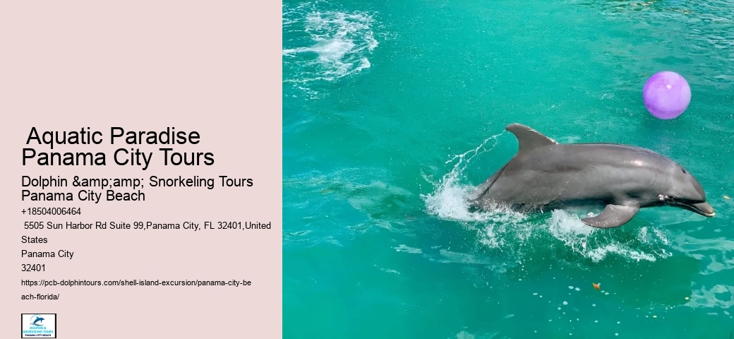  About Shell Island & Dolphins