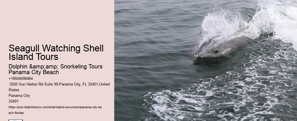  There Are Quite A Few Excellent Spots Where You Can Find Shells
