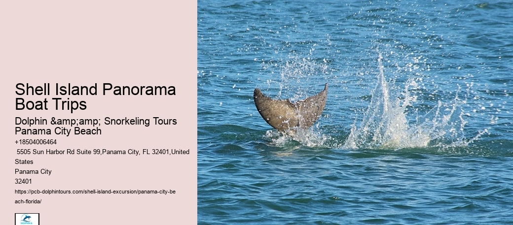  Best Dolphin Tour