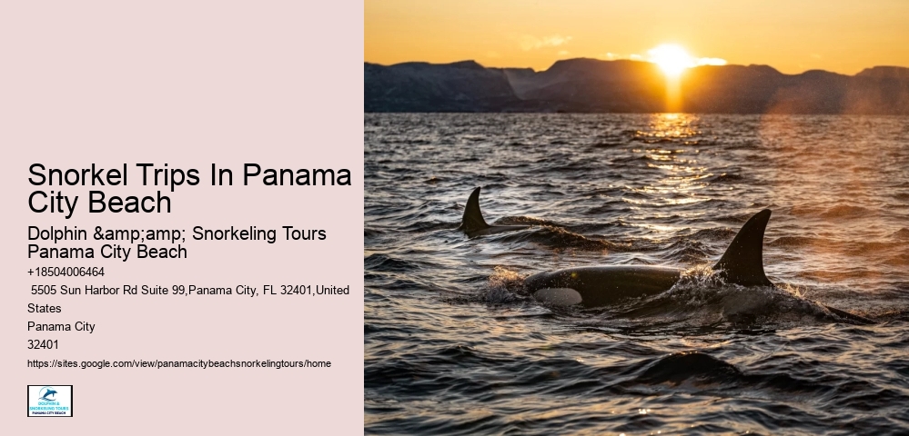 Panama City Beach Snorkel Exploration Adventures