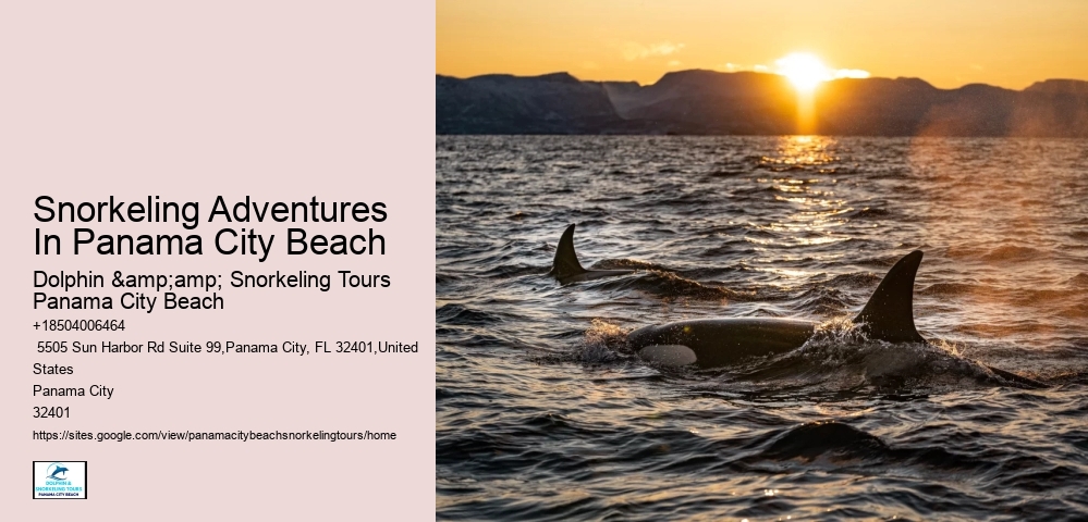 Dolphin And Snorkeling Tours In Panama City Beach Beach