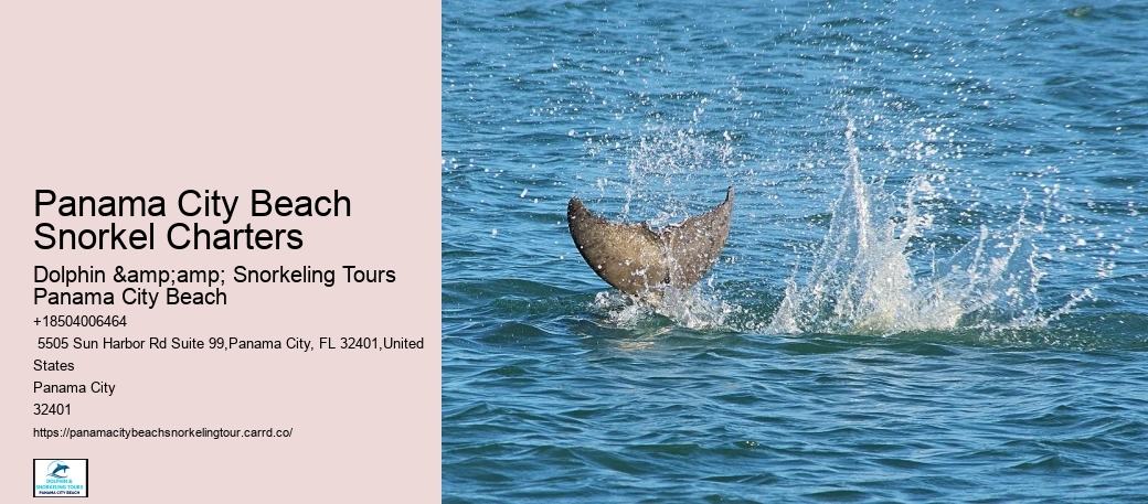 Panama City Beach Snorkeling Tours Reviews